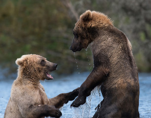 Obraz premium Two Alaskan brown bears playing