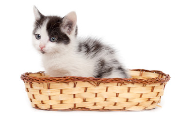 Fototapeta na wymiar kitten in a basket on a white background