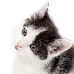 little kitten on white background