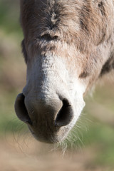 nose ass in a park on the nature