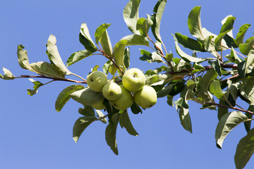 green apple on the tree