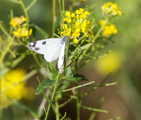 butterfly on yellow flower in nature