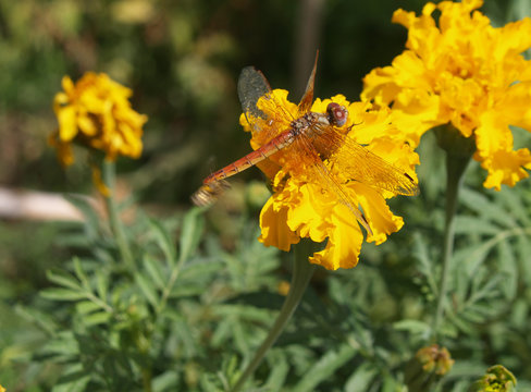 dragon-fly on marigold