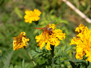 dragon-fly with wet wings 