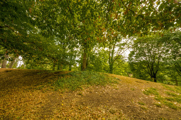 Fototapeta premium wood in public park
