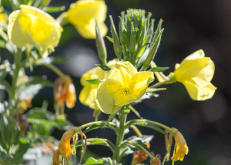 yellow flower in nature