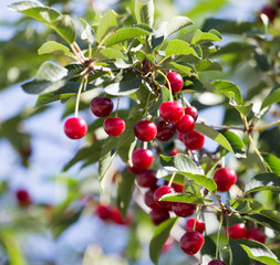 ripe cherries on the tree in nature