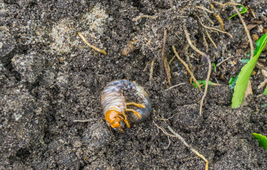 grub larva in the sand half close up