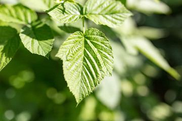 green raspberry leaves in nature