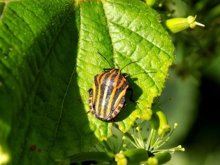 Bug on leaf