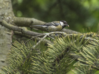 Birds in the garden in summer