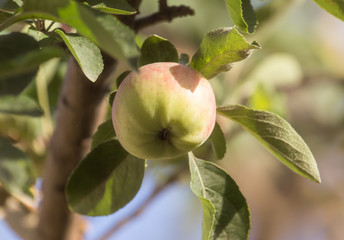 ripe apples on a tree