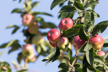 ripe apples on a tree