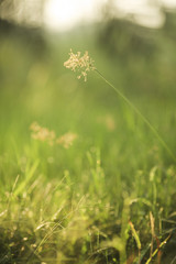 Blur image of green leaf with dramatic lighting at background