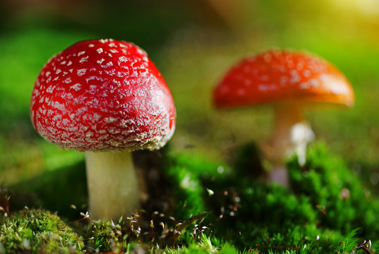 Two fly agaric toadstool in moss