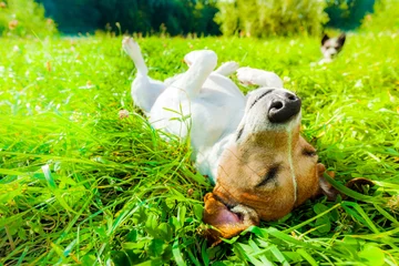 Foto auf Acrylglas Lustiger Hund Hunde-Siesta im Park