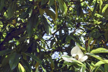 Magnolia grandiflora, species is a disjunct distribution