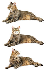 Obraz premium Cute cat collection, isolated on white