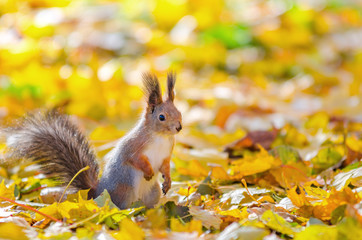 Squirrel sitting in the autumn park
