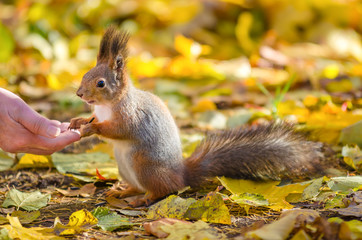 Naklejka na ściany i meble Squirrel communicates with man in the autumn park