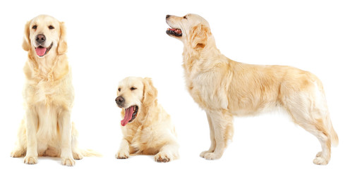 Golden retriever collection, isolated on white