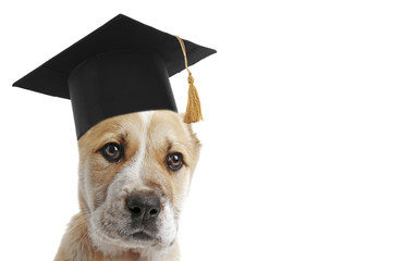 Adorable dog with black graduation cap on white background.