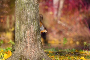 Squirrel sitting on a tree in the autumn park