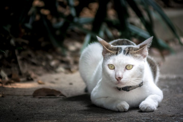 Cute big cat sit on the ground