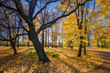 Fototapeta na wymiar Golden foliage in the autumn park
