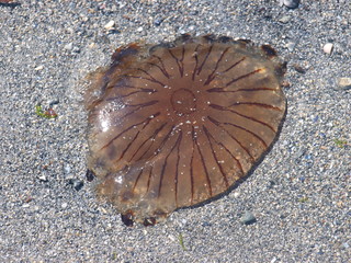 méduse échouée sur la plage