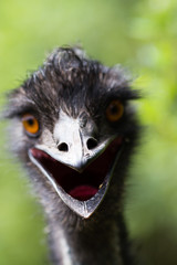 Portrait of young  Emu a Zoo.