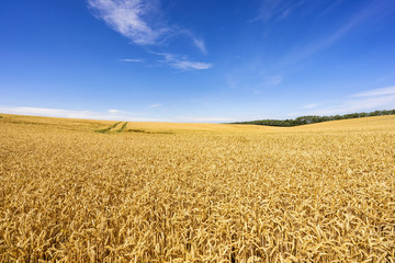 Kornfeld am Kap Arkona