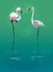 two flamingos on the lake with reflection