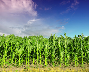 Cornfield with Clouds on Bright Summer Day