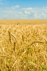 Ripe ears of wheat in a field, close up