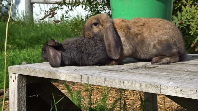The floppy eared red and black rabbits on the wooden planks. UHD - 4K. UHD - 4K