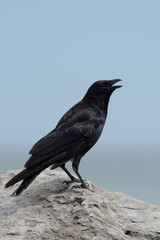 Obraz premium Carrion Crow, Corvus Corone