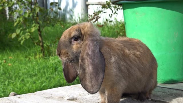 A floppy eared red rabbit on the wooden planks. UHD - 4K