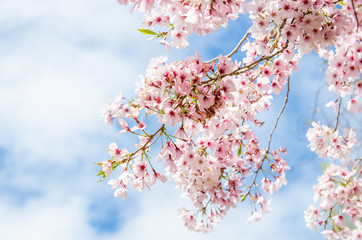 Fototapety  Spring Sakura Cherry Blossom in New Zealand