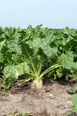 sugar beet (Beta vulgaris)