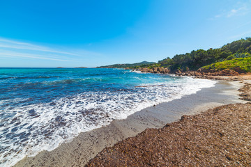 seaweeds in Piccolo Pevero beach