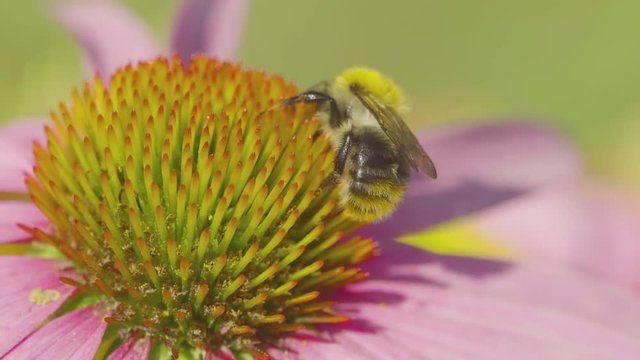 Bumblebee on a Echinacea flower
