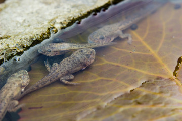 tadpoles on Lotus leaf