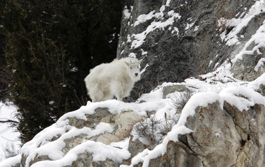 Baby Mountain Goat