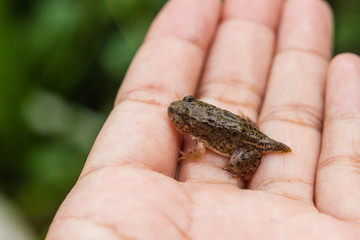 tadpoles or Baby frogs in hand