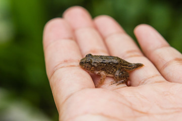 tadpoles or Baby frogs in hand