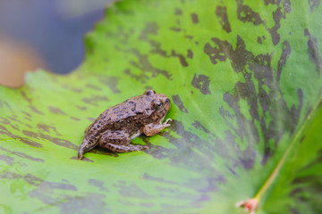 tadpoles or Baby frogs on a leaf