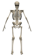 Skeleton