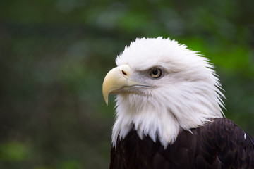 bald eagle