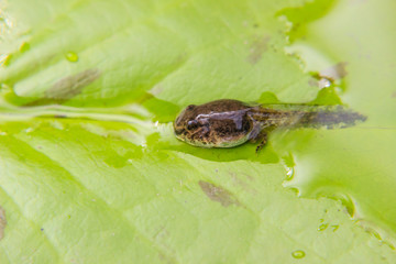 Obraz premium kijanki na liściu lotosu